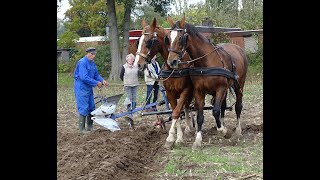 Ploegwedstrijd met paarden in Eefde 2022