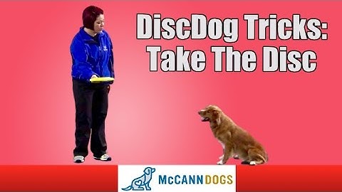 Disc Dog Frisbee Tricks: Teach Your Dog To "Take" The Frisbee