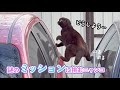 自らミッションに挑むニャンコさん|PECO
