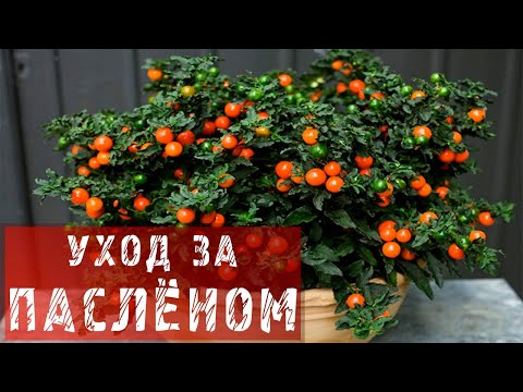ПАСЛЁН! КАК УХАЖИВАТЬ И ПЕРЕСАЖИВАТЬ ПАСЛЁН?