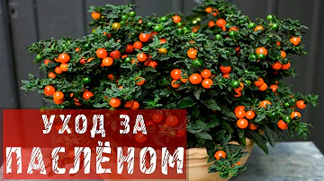 ПАСЛЁН! КАК УХАЖИВАТЬ И ПЕРЕСАЖИВАТЬ ПАСЛЁН?