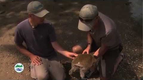 How to Pick up a Spiny Softshell Turtle - Without Losing a Finger