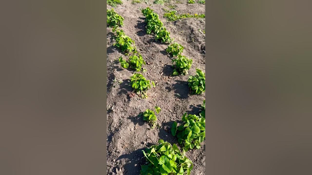 Ягоды Виктория садовая 🍓 #отдых #природа #дача #весна - YouTube