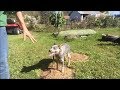 How to Train dog to Stand and not Move, Whoa Command Blue Heeler How to Train dog to Stand and not Move, Whoa Command Blue Heeler