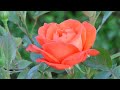 Beautiful roses  beauty of nature  beauty 