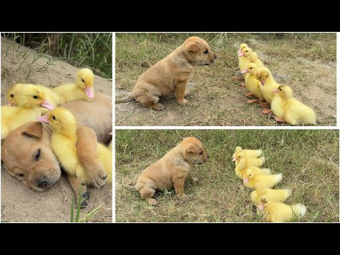 Incredible! A wild puppy and a group of ducklings were found living together, seemingly inseparable.