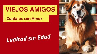 ¿TU PERRO ESTA ENVEJECIENDO? Aprende COMO CUIDAR UN PERRO ANCIANO  cuidammostumascota