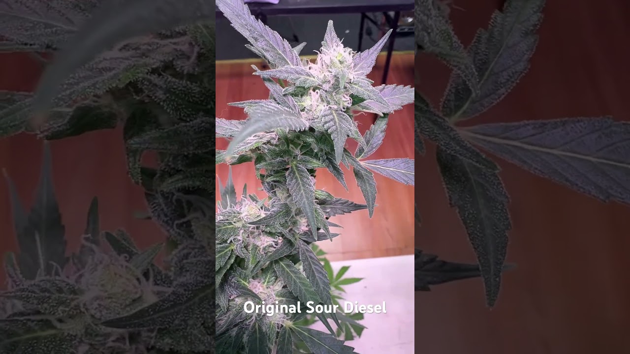 Original Sour Diesel 