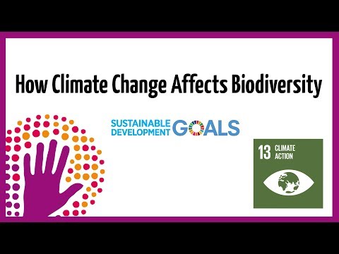 How Climate Change Affects Biodiversity