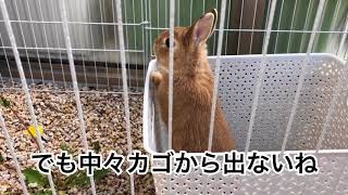 #139 カゴから出て1秒も経たずにタンポポ食べ始めるうさぎ