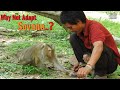 Abandoned Baby Monkey Sovana is Crying Cuz Papa Lin Trying to Gives to Grandma Terasa to Adopt Her