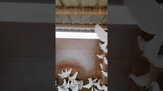 All White Pigeons Flying Fast