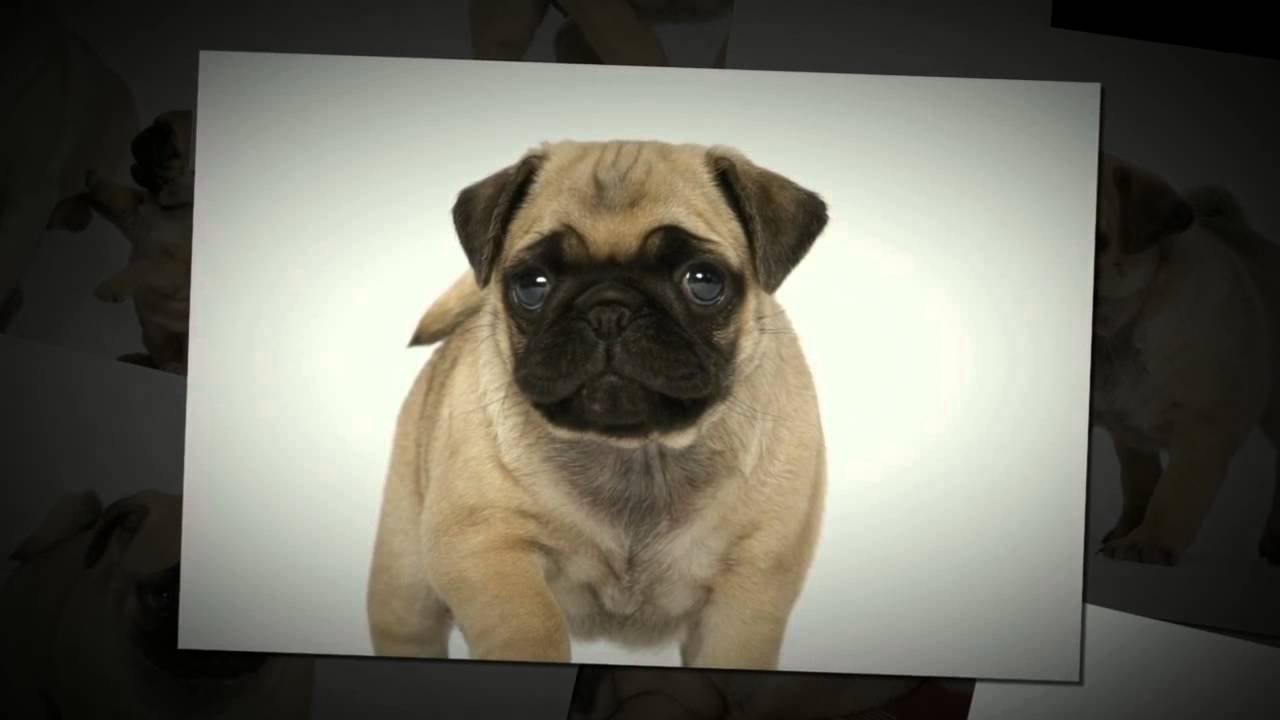 Mops Welpen Hamburg YouTube