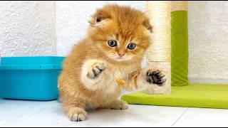 Who Says Kittens Get Bored When They’re Alone?