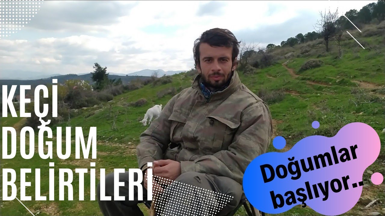 Keçi Doğum belirtileri - Doğumlar başladı- #saanen #şehirdenköyegöç #keçidoğum