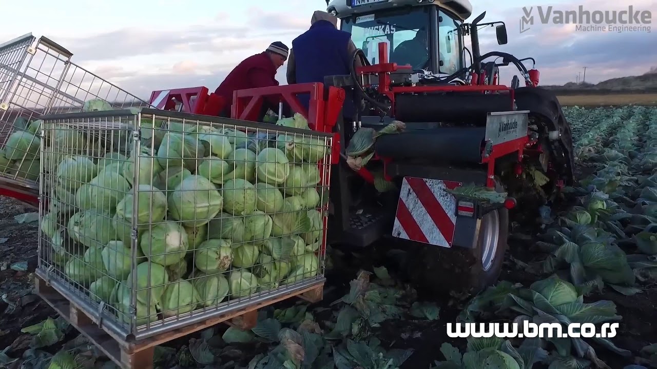 Belgijski kombajn za berbu konzumnog kupusa sa dva boksa