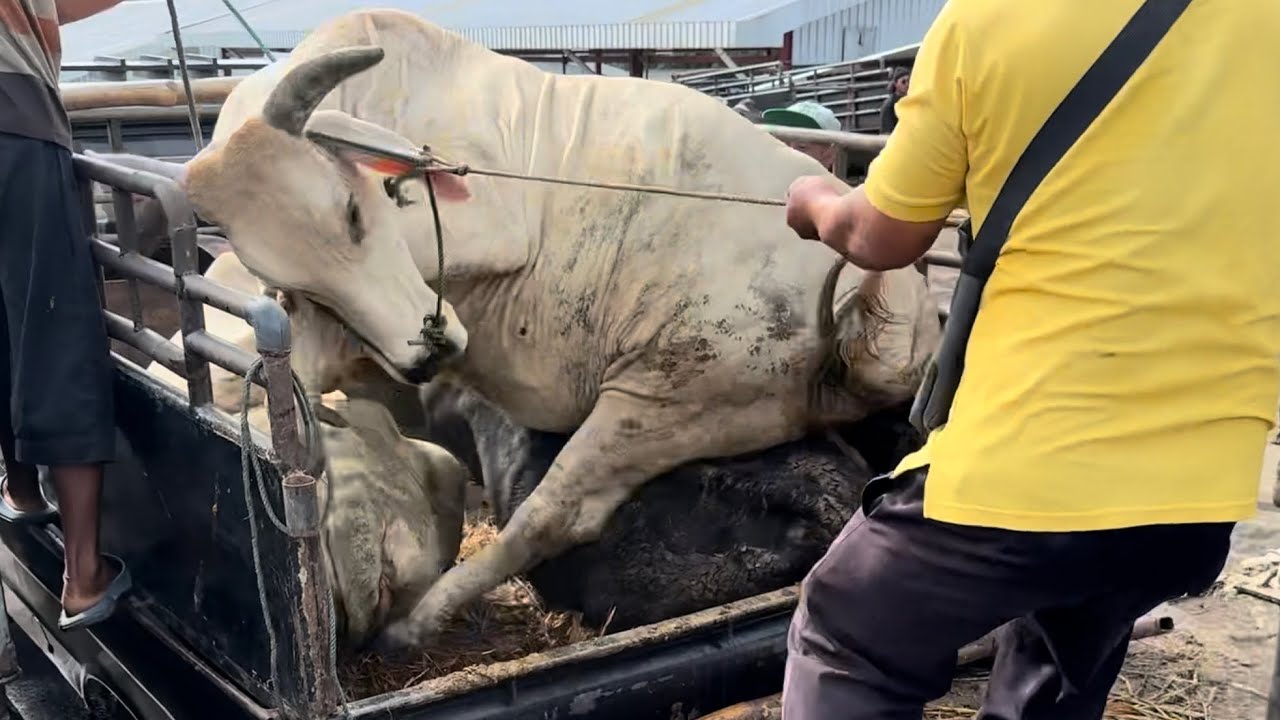 Вопреки здравому смыслу, гигантская корова устроила погром и затоптала свою подругу.
