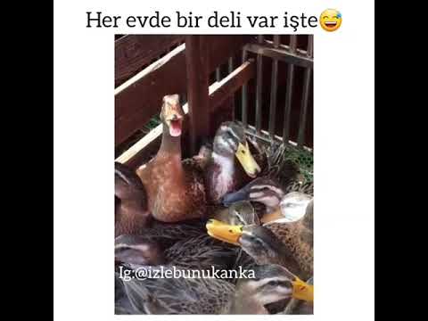 Her  evde  bir  deli  var  işte :)