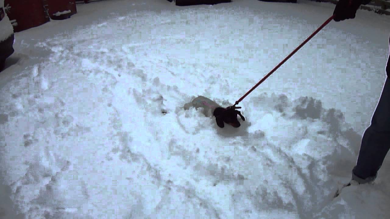 Poppy my mini dachshund refuses to walk in the snow - YouTube