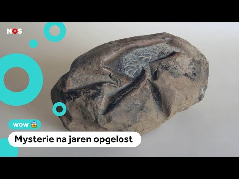 Video: Nieuwe Dinosaurusfossielen Hebben Tot Verrassende Vondsten Geleid - Alternatieve Mening