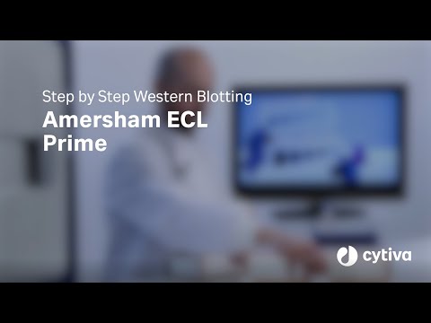 Step by Step Western Blotting - Amersham™ ECL™ Prime