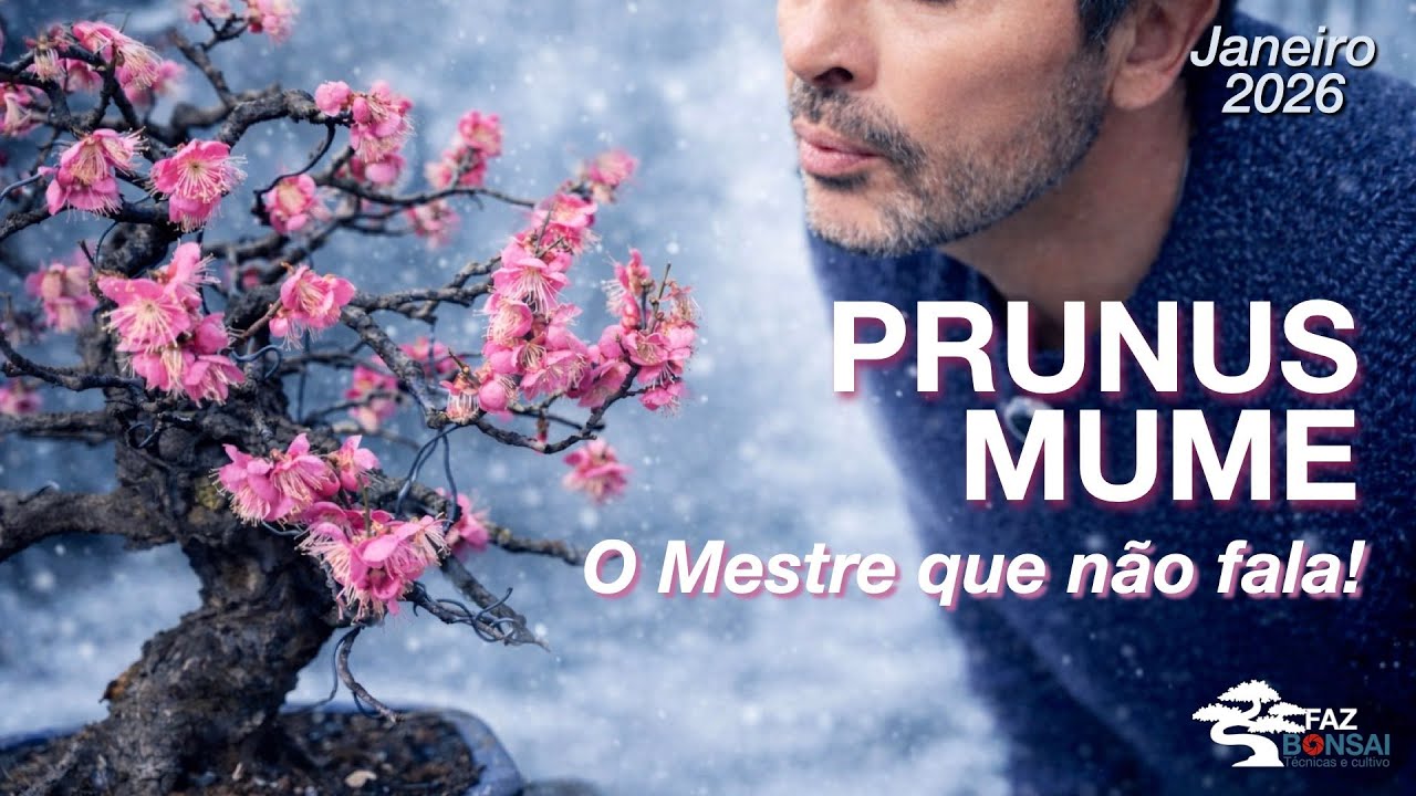 PRUNUS MUME - O Mestre que não fala!