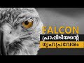 A Story of Falcon I ഫാല്‍ക്കണ്‍ I Falconry I പ്രാപ്പിടിയന്‍ പക്ഷി