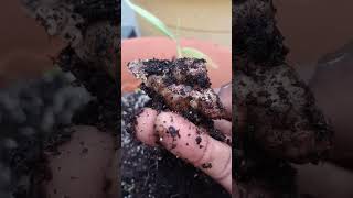 Love into soil goes into foods, they grow crazy