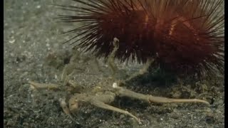 Un oursin kidnappé par un crabe