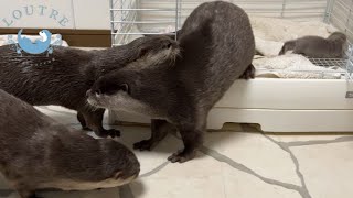 Baby Otter Met His Sisters for the First Time!