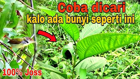 INI CIRI CIRI BUNYI BURUNG PERENJAK KETIKA LAGI BERSARANG