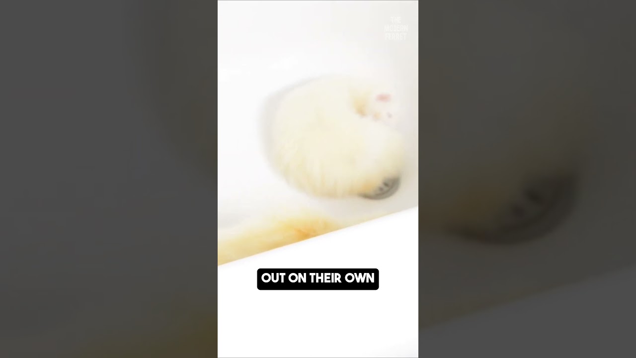 Ferret Proof : Watch Out for Bathtubs! 