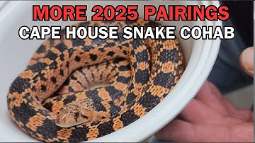 NEXT UP Envy pairings. An introduction to a pair of cohabbing Cape House Snakes.