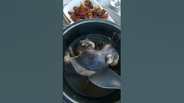 #shorts 👉 Heo rừng bào thai  hầm thuốc bắc 🐖