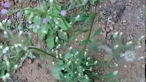 MICROMAX UNITE 2  A106 VIDEO QUALITY TEST