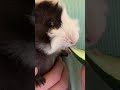 Baby Guinea Pig ASMR munching cucumber