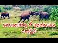     elephant wiledlife udawalawa  safari srilanka elephants fight