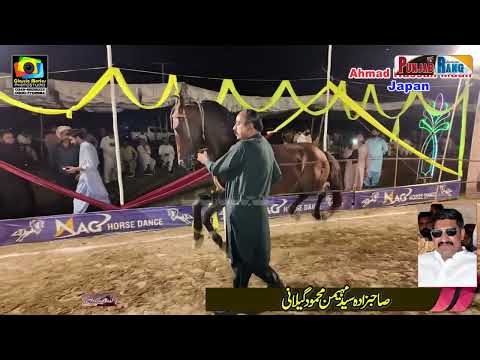 Barsat Unique Horse Dance Performance l 23 October 2025 l 90D Zakhera Dalwaryam Muny Wala Pakpatan