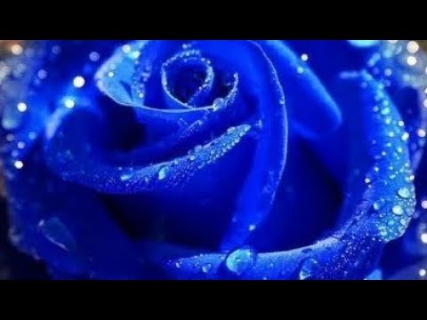 حديث حتى تذوقي عسيلته ويذوق عسيلتك الدكتور خالد أسد الله 8 ديسمبر 2024