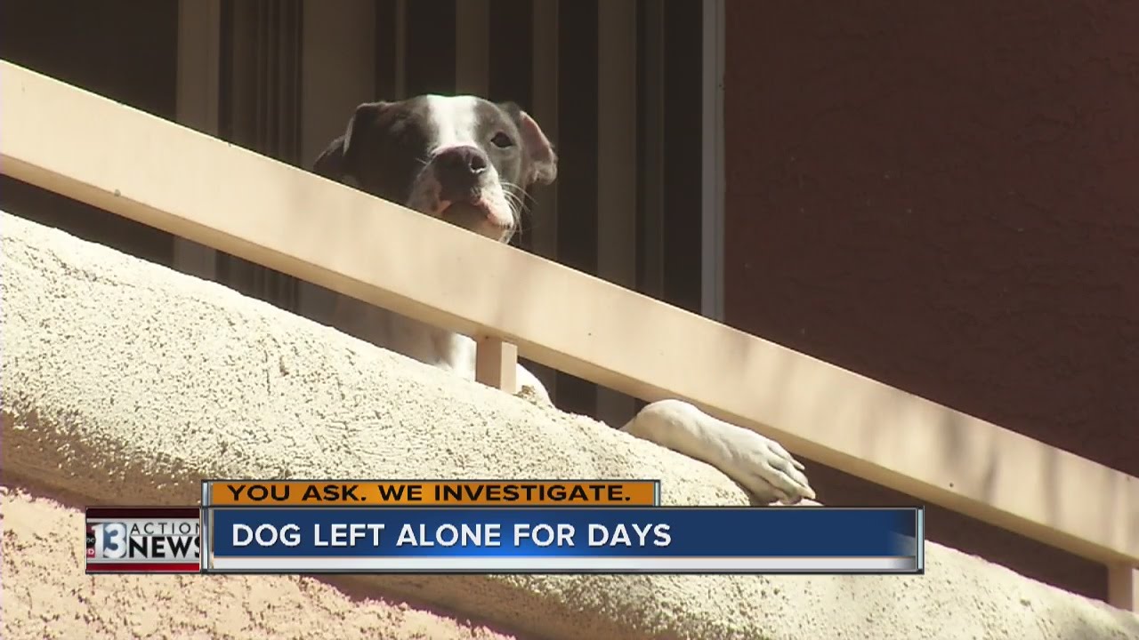 Can I Leave My Dog In The Balcony