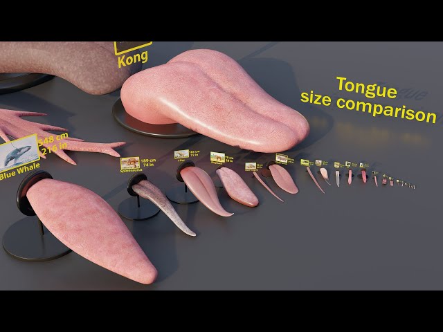 Blue Whale Tongue Size