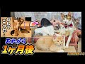 【あれから1ヶ月後】続・野良猫の恩返し