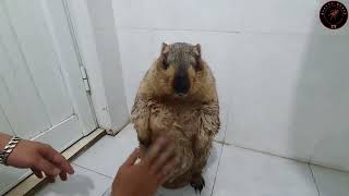 marmot favorite standing shower time