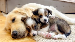 How Golden Retriever and Cute Puppies Prepare for Sweet Sleep by Buddy 28,453 views 2 days ago 2 minutes, 13 seconds