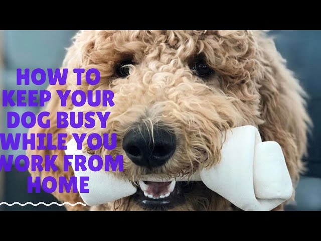 How to Keep Pets Busy While Working from Home - ThirtySomethingSuperMom