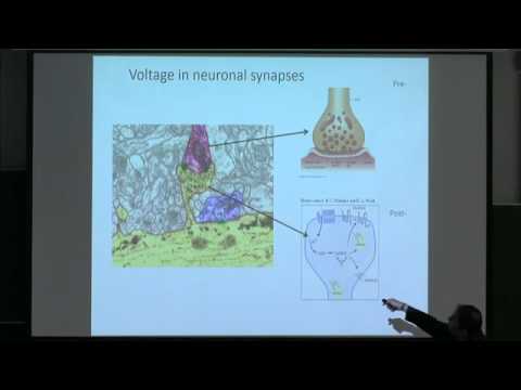 Advanced Lecture (U. of Cambridge): Electrodiffusion in dendritic spines for synaptic transmission