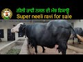Two buffaloes for sale in punjab, 2 ਮੱਝਾਂ ਵਿਕਾਊ, ਇੱਕ ਨੀਲੀ ਰਾਵੀ ਨਸਲ ਦੀ