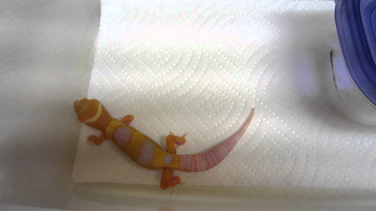 hatchling en francais Leopard Gecko Hatchling Update - Super Giant Tremper Sunglow