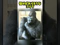 悩みがありそうなゴリラ