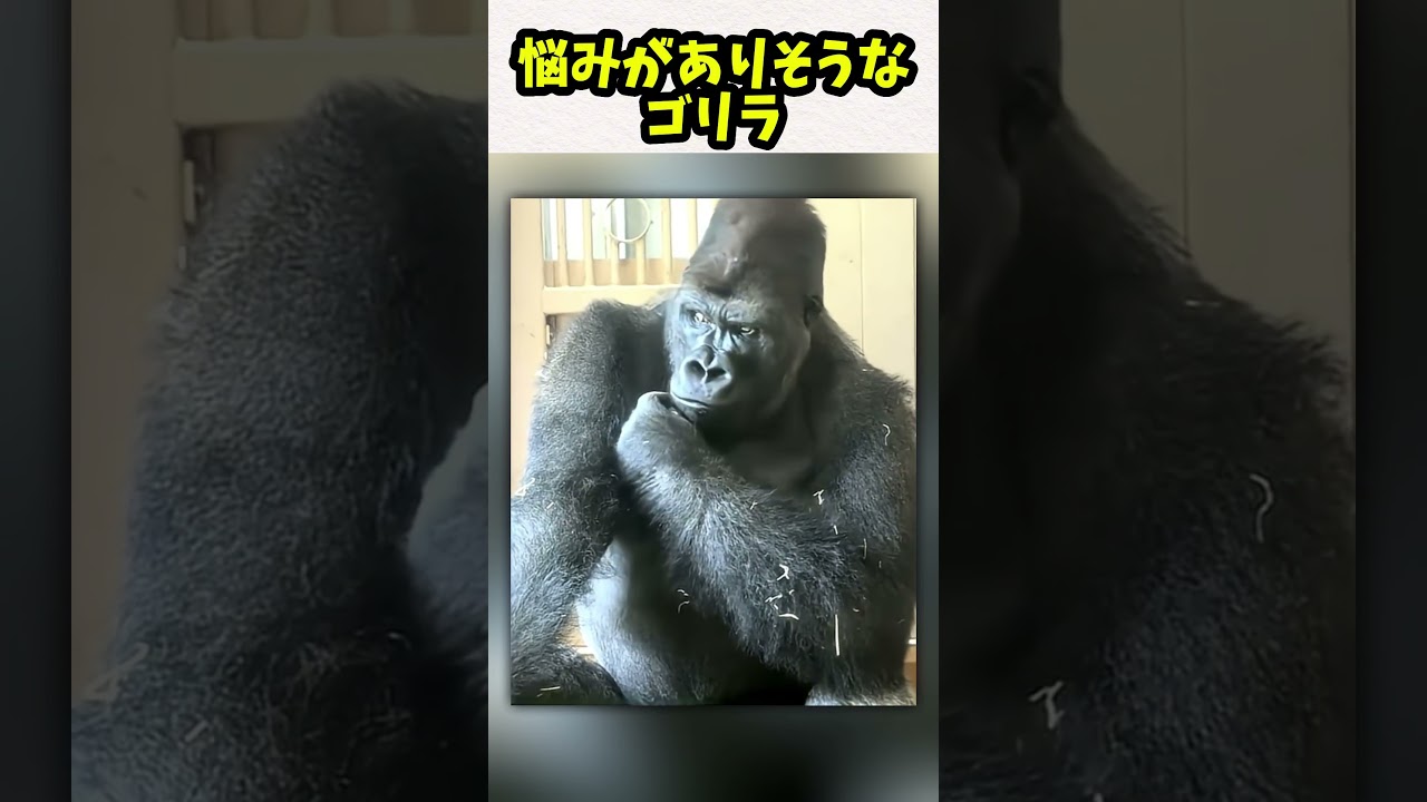 悩みがありそうなゴリラ